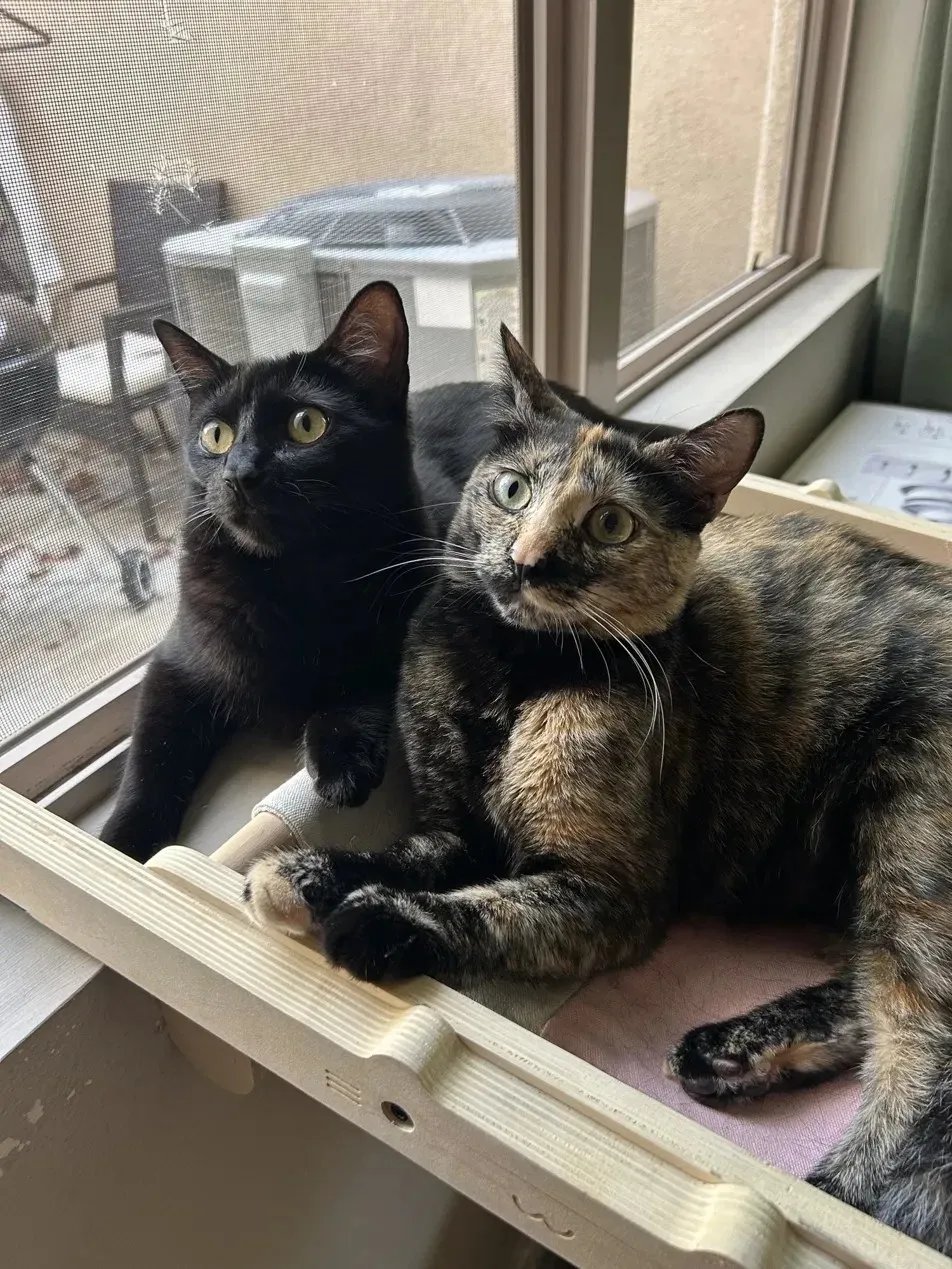 Two cats, one black and one tortoiseshell, side by side on a window perch.