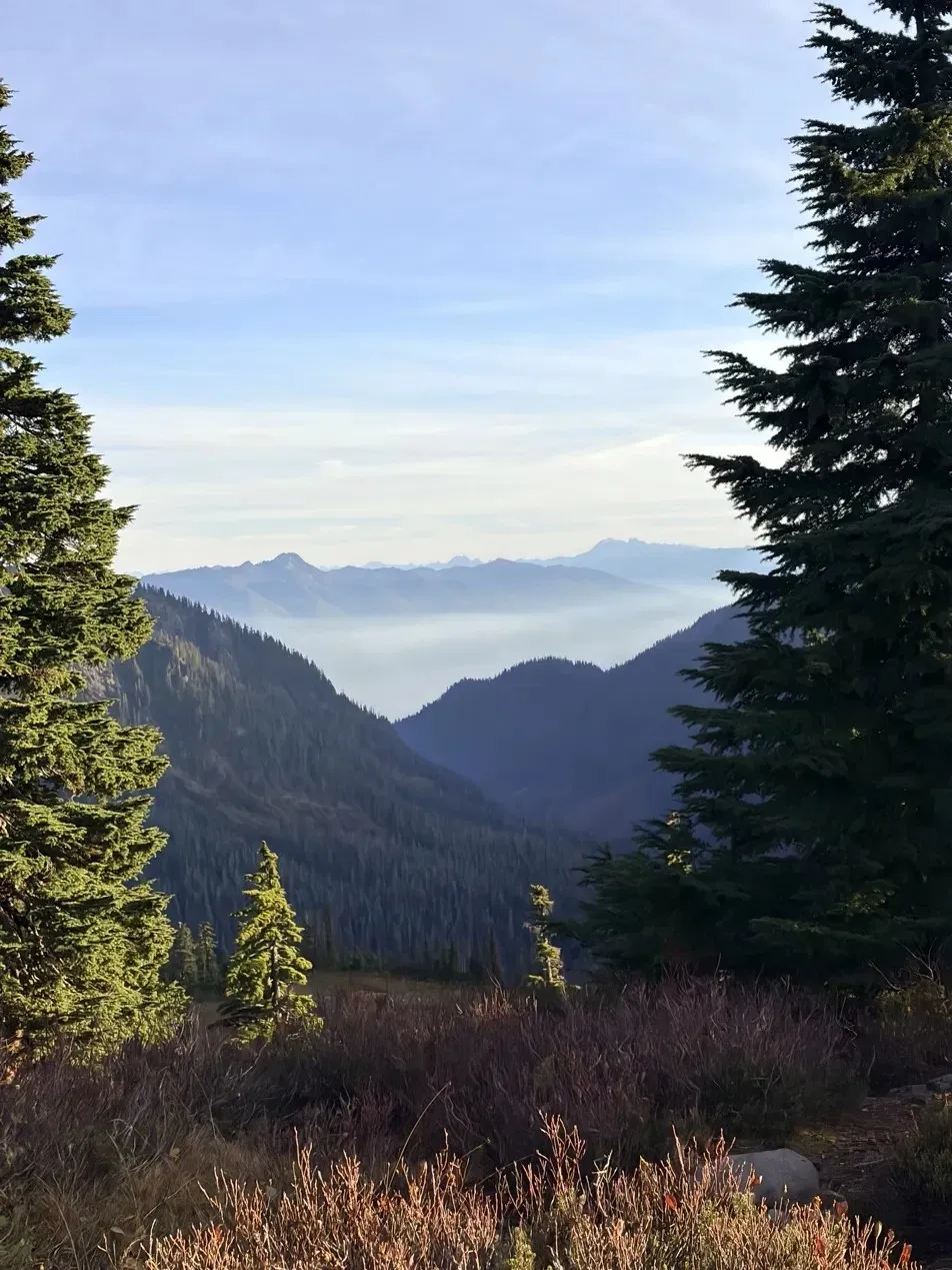 A valley in the Pacific Northwest seen between two tall evergreens, with layered mountains and low fog in the distance.