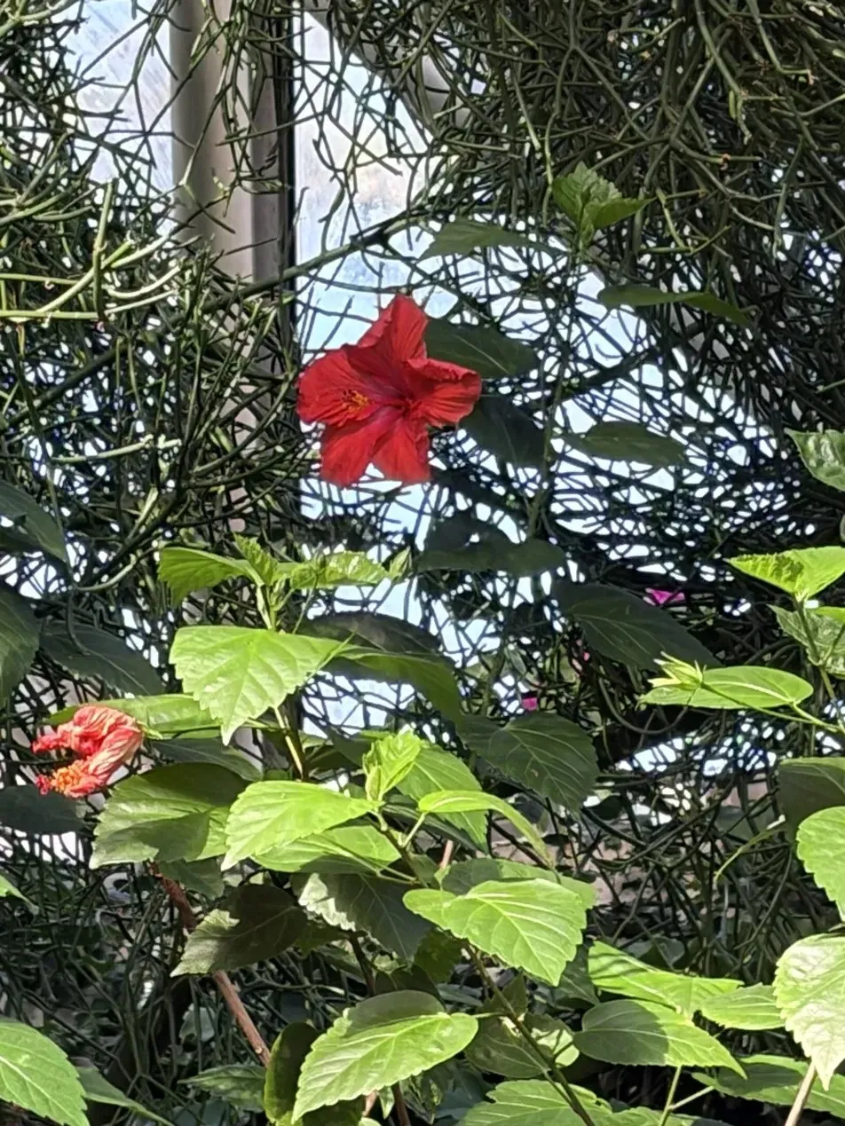 A single red hibiscus flower against a tangle of thin green branches.