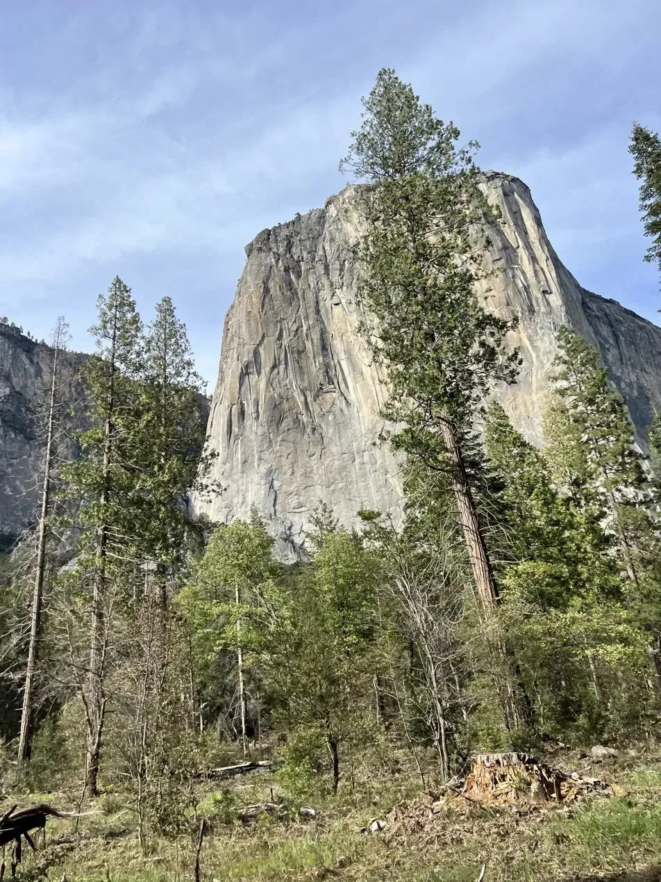 A massive granite cliff in Yosemite rising behind tall pine trees under a soft blue sky.